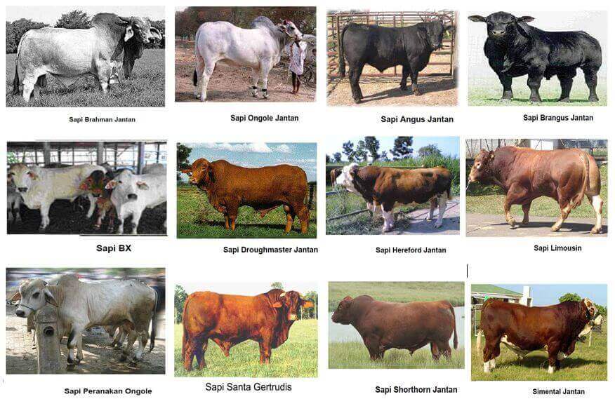 Di dunia ini ada berbagai macam hewan di antaranya adalah sapi