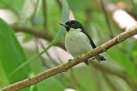 Habitat dan Perilaku Burung Kehicap Boano