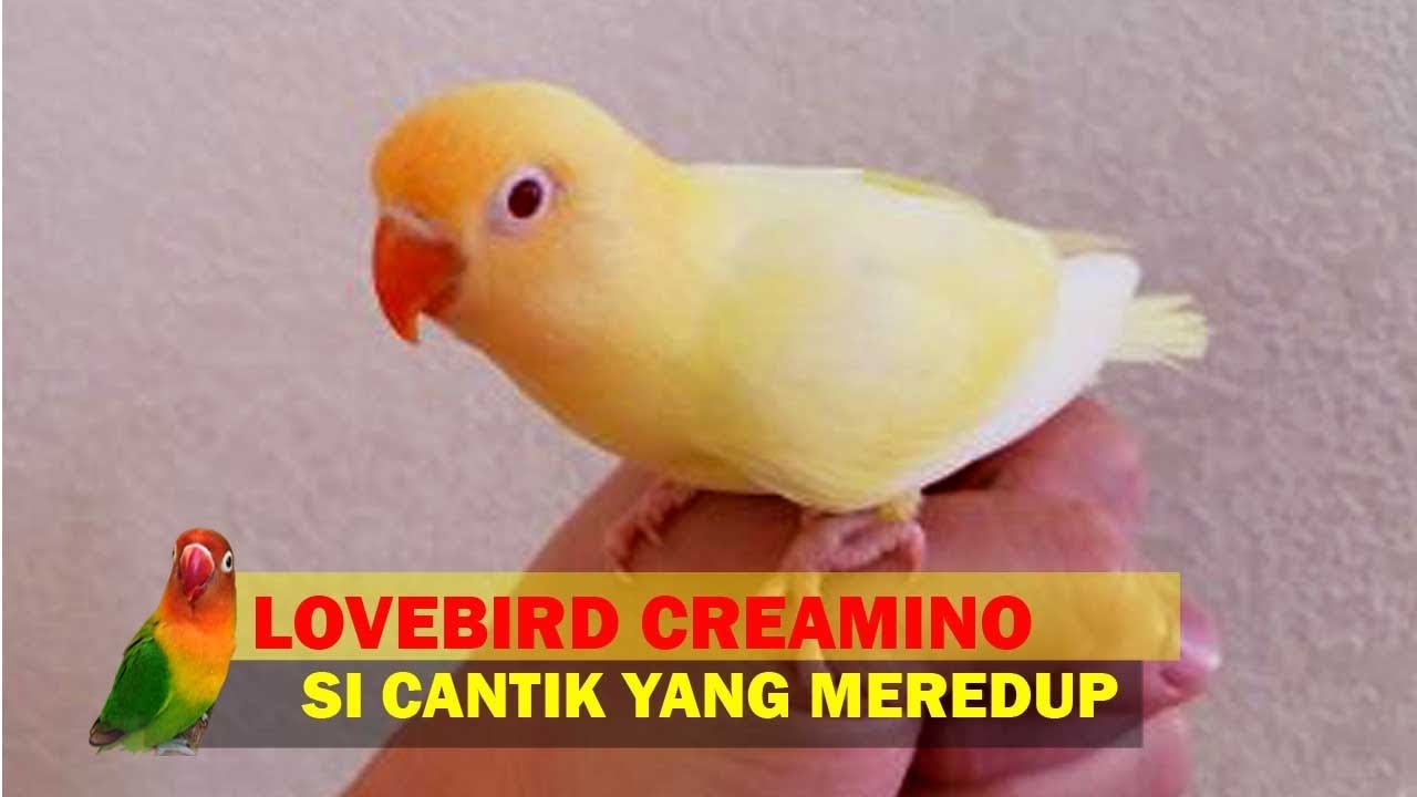 Lovebird Creamino